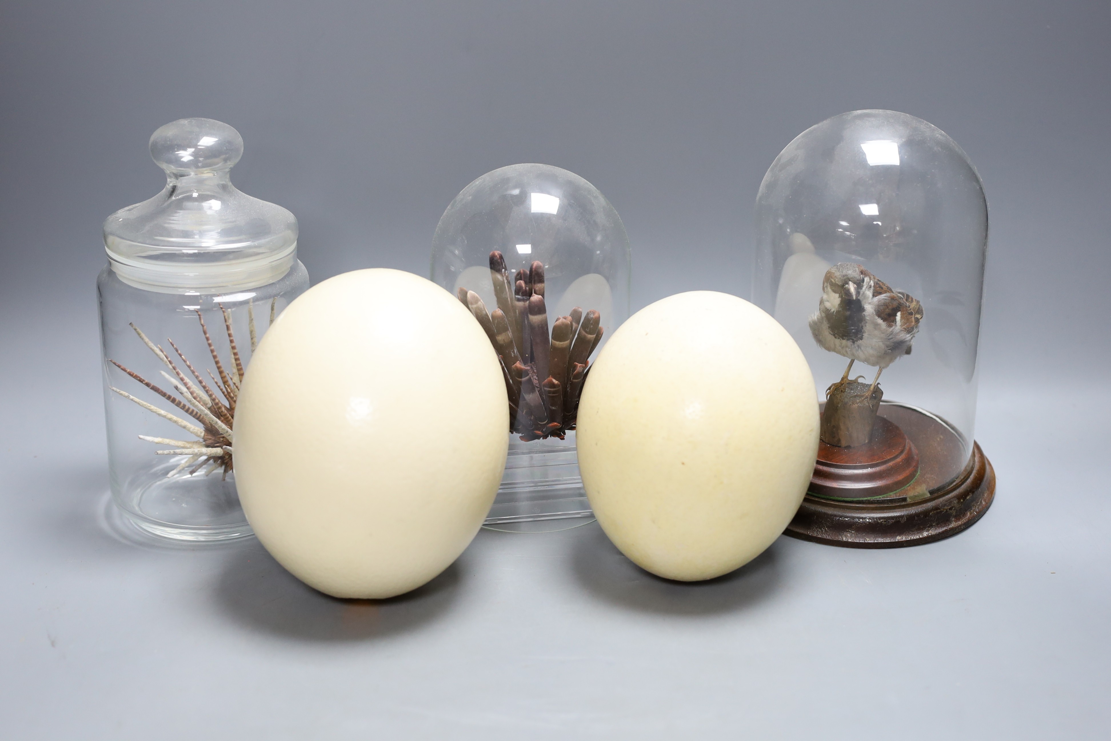 Two ostrich eggs, a taxidermy sparrow under a glass dome, 21 cm high, shell and urchin specimens